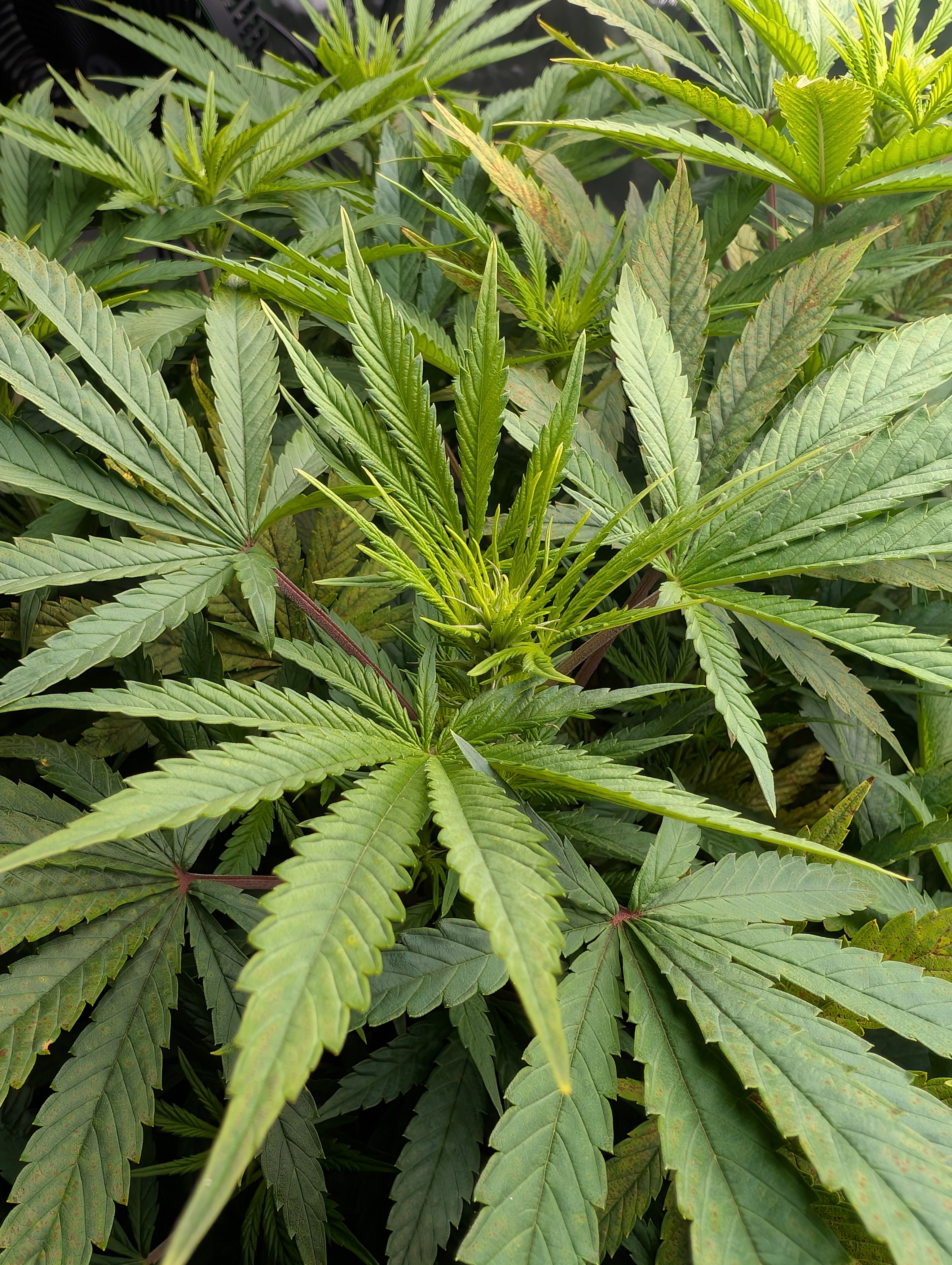 First Legal Grow — flower, day 91