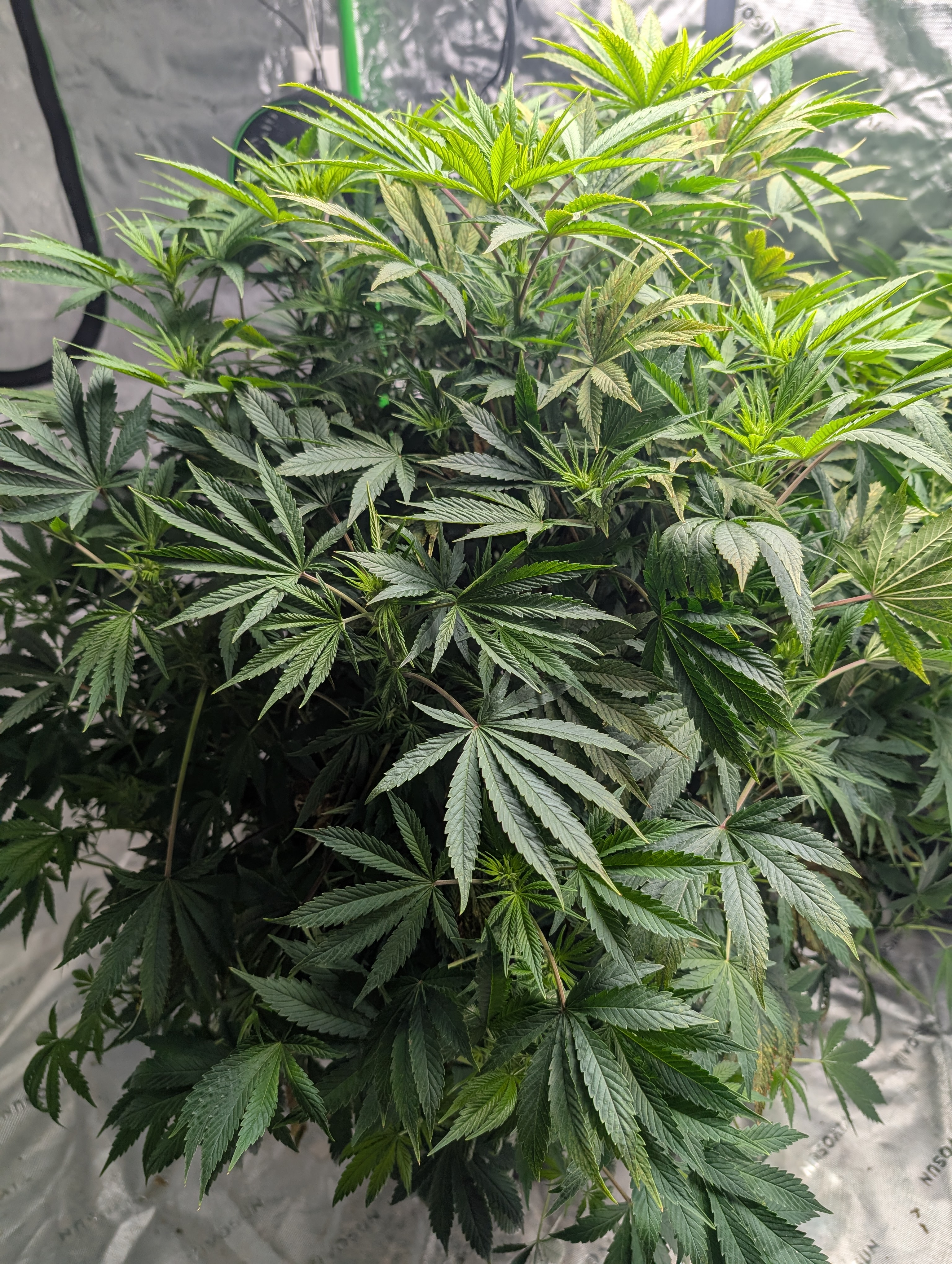 First Legal Grow — flower, day 91
