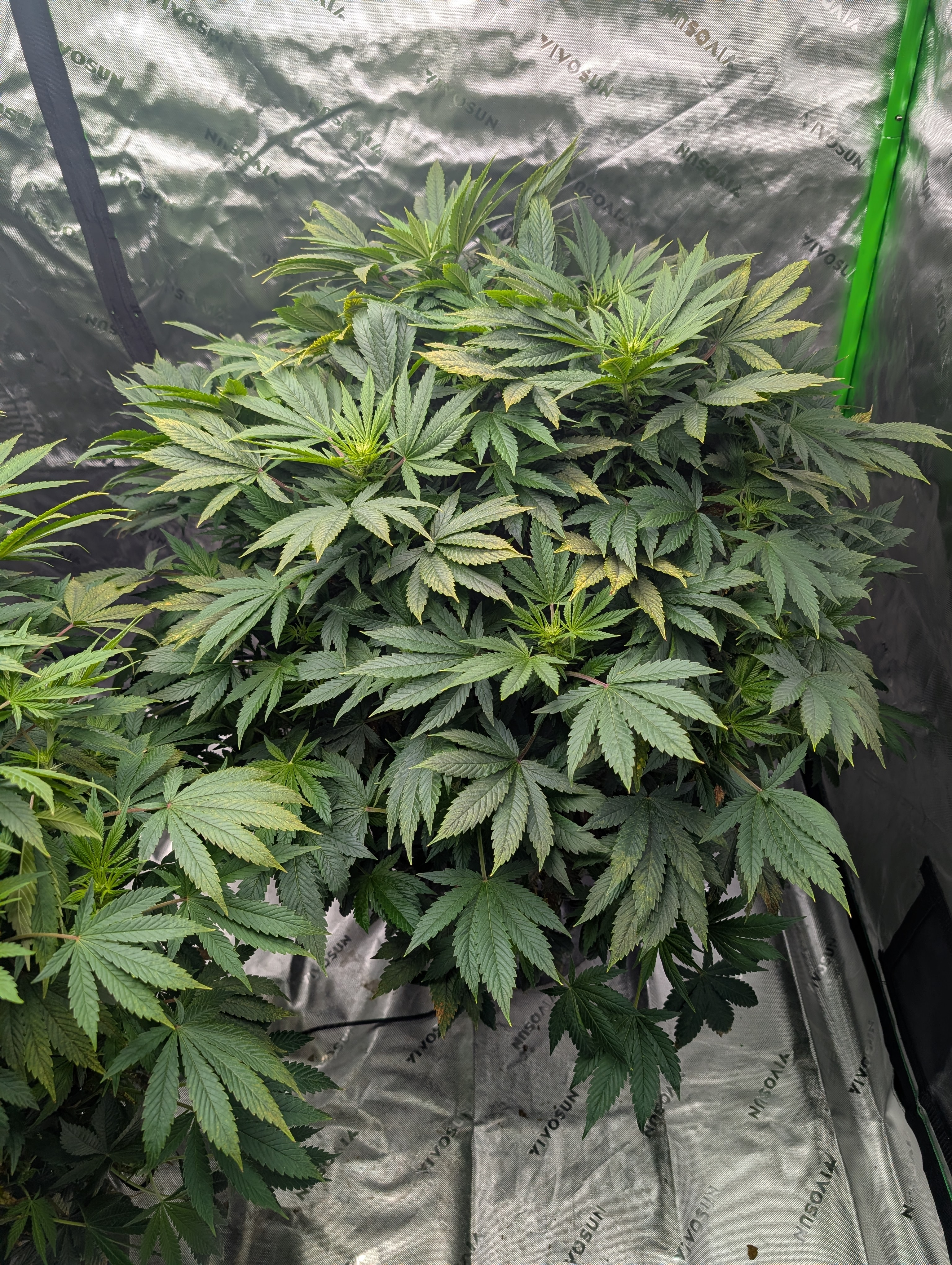 First Legal Grow — flower, day 91
