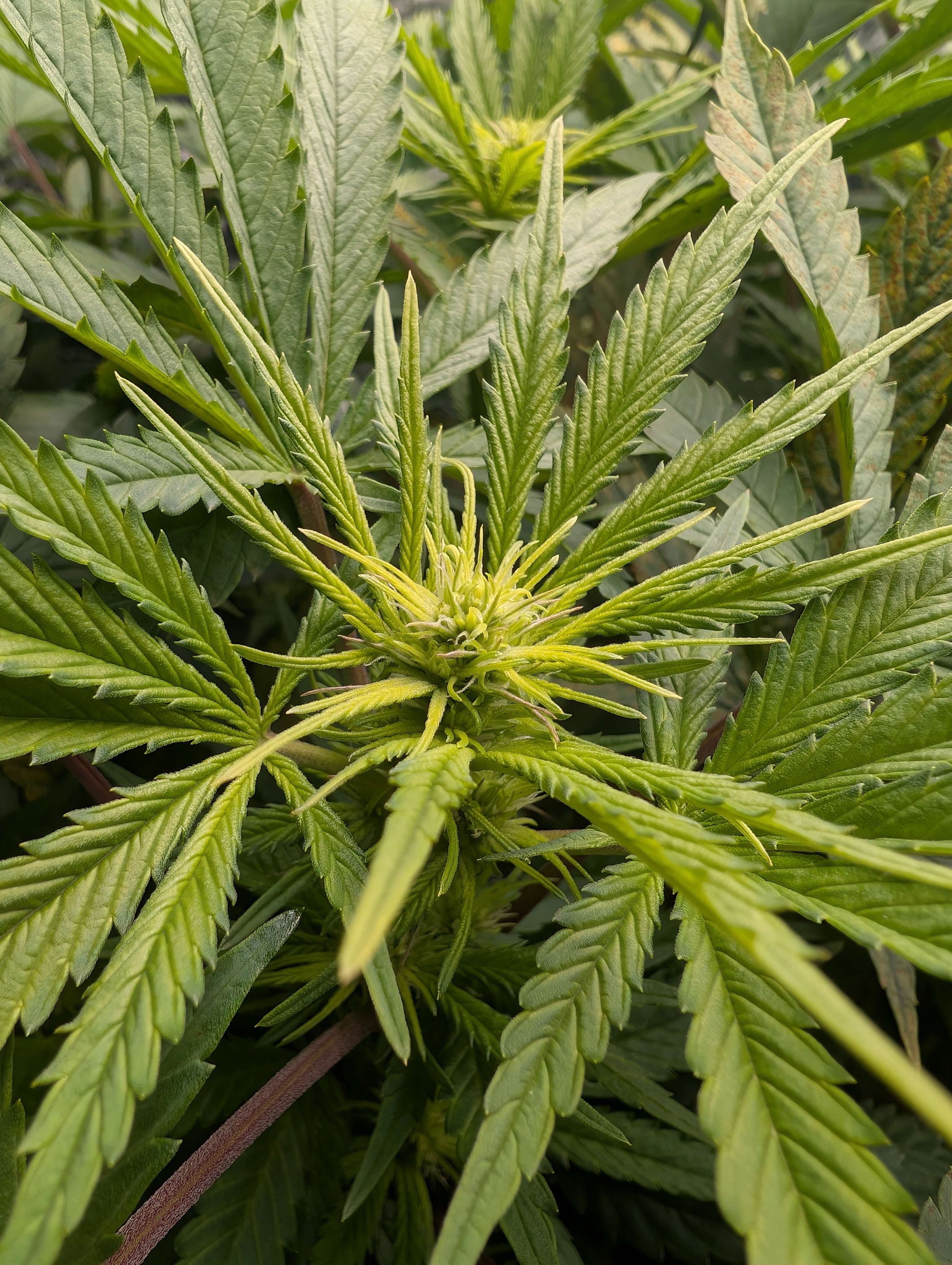 First Legal Grow — flower, day 95