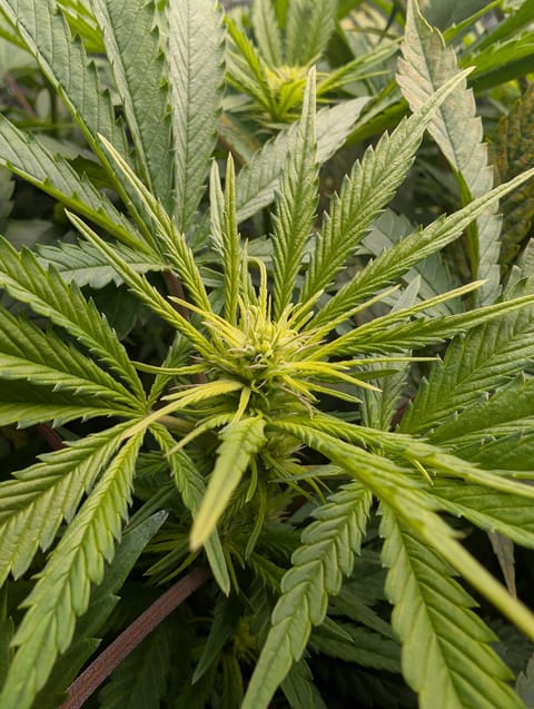 First Legal Grow — flower, day 95