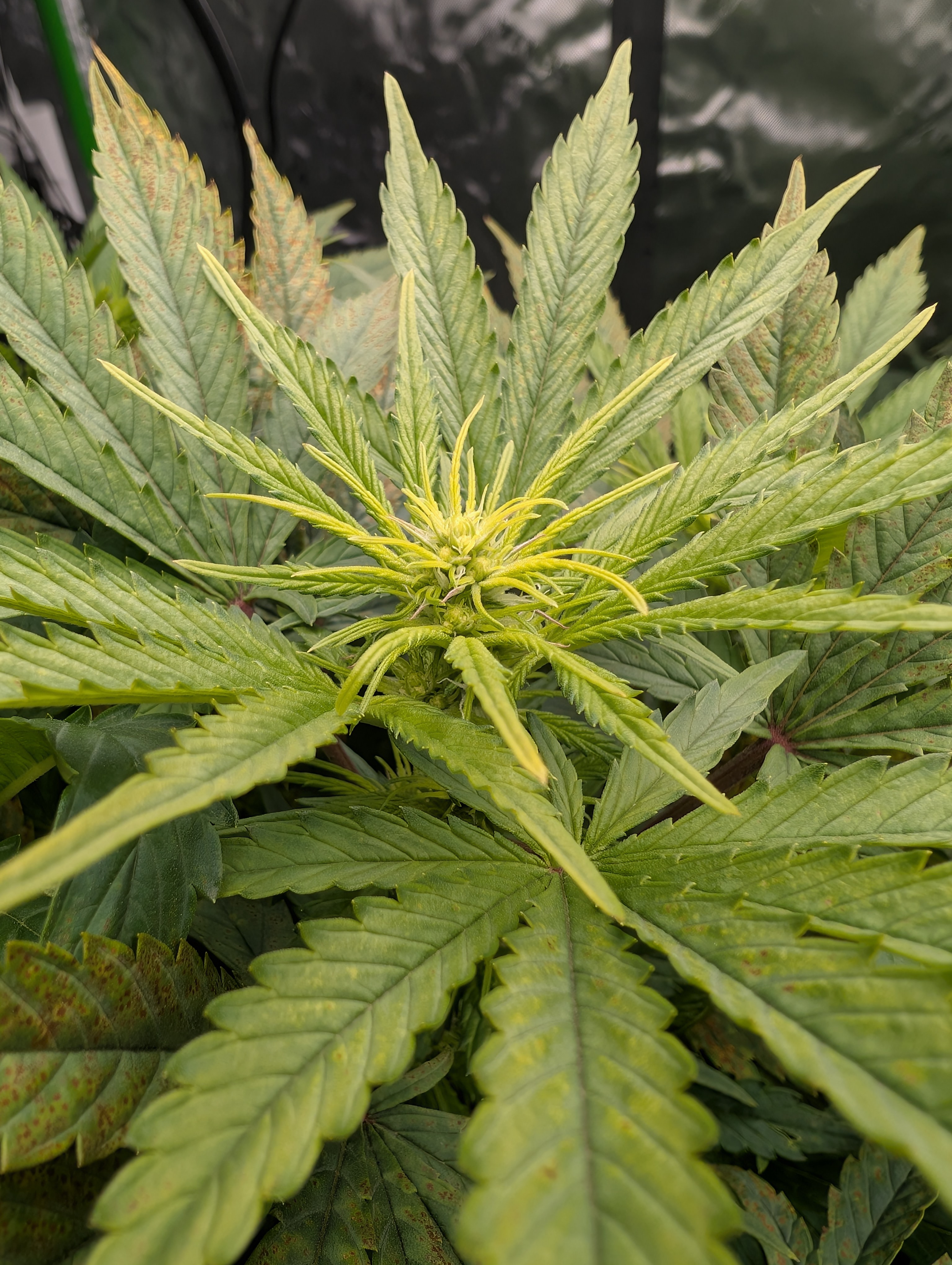 First Legal Grow — flower, day 95