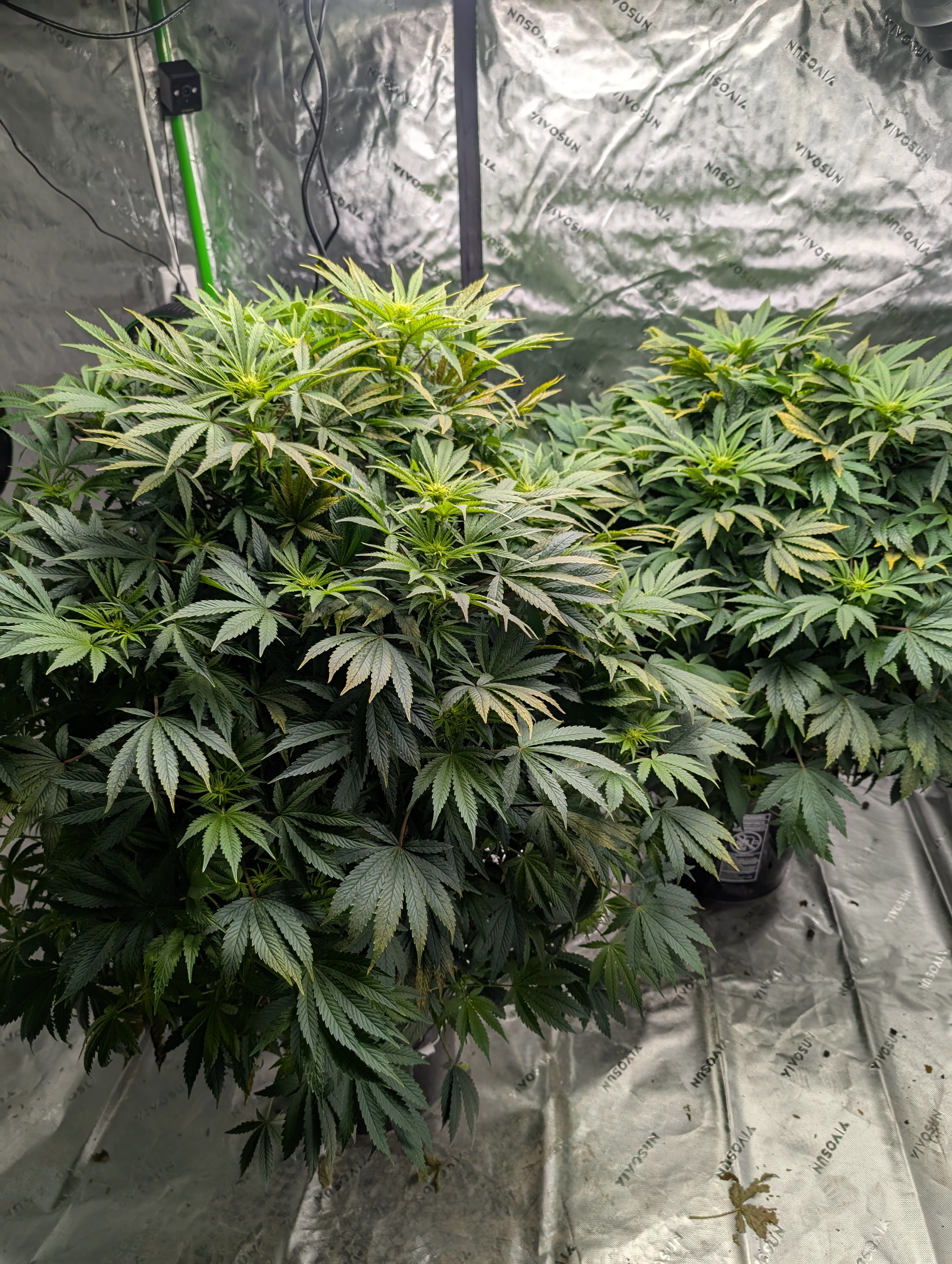 First Legal Grow — flower, day 95