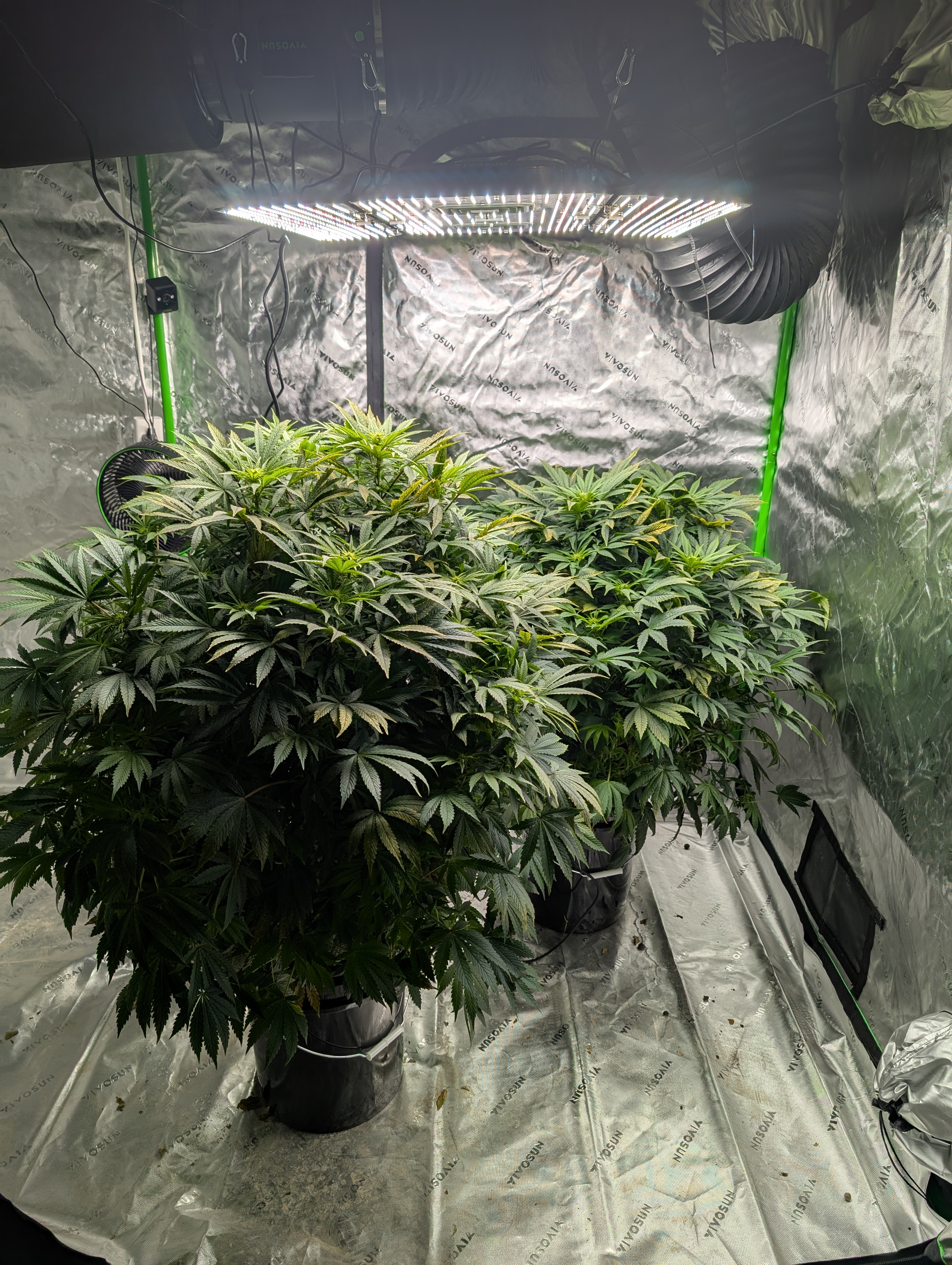 First Legal Grow — flower, day 96
