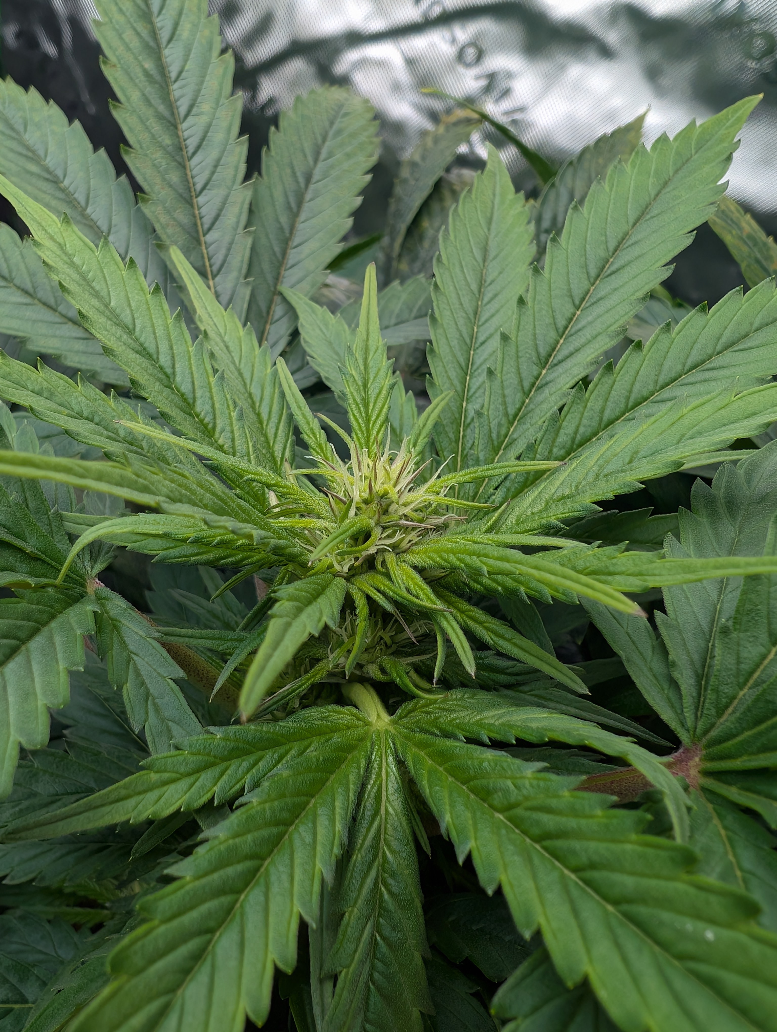 First Legal Grow — flower, day 96