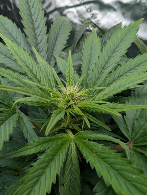 First Legal Grow — flower, day 96