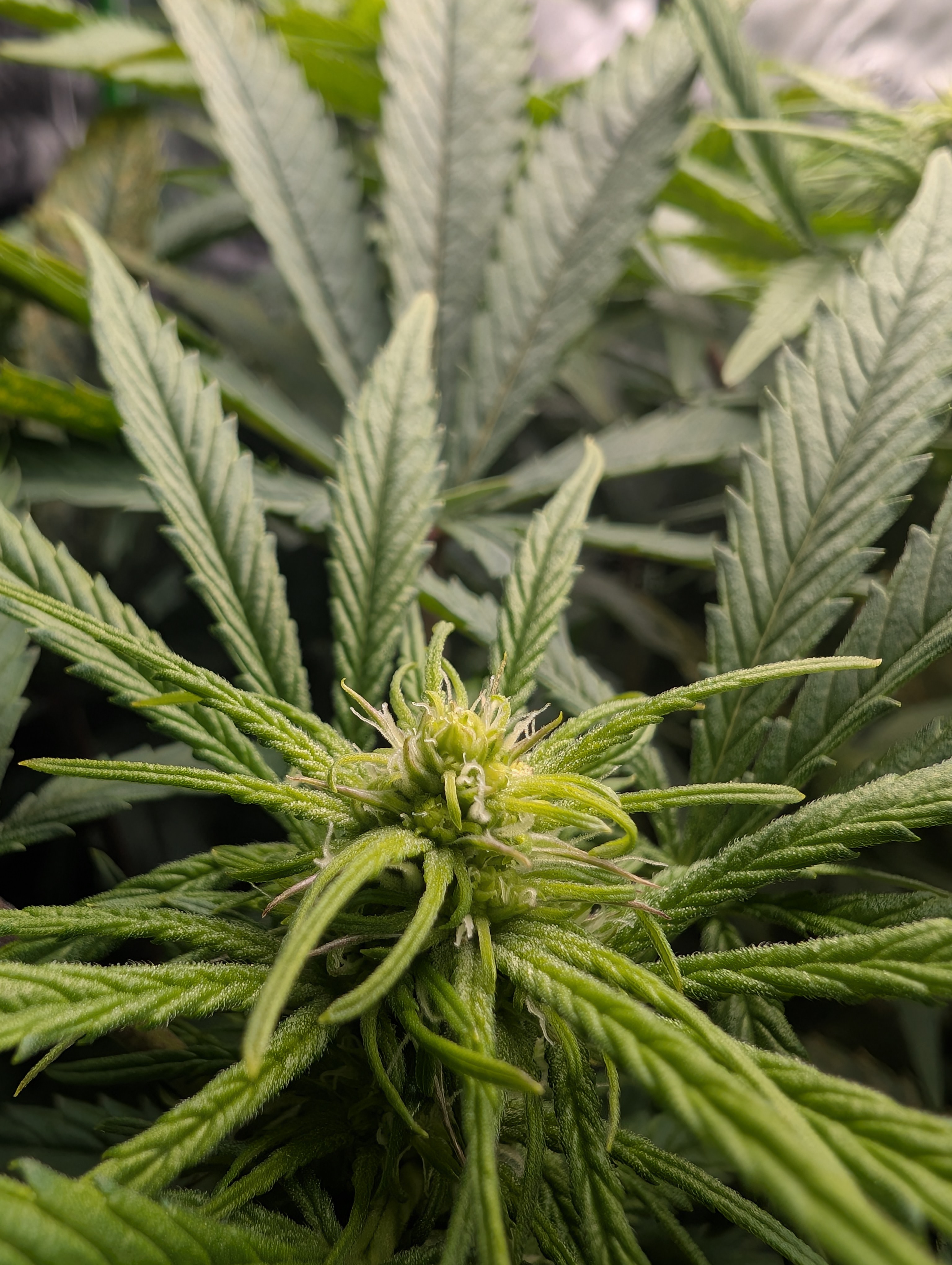 First Legal Grow — flower, day 98