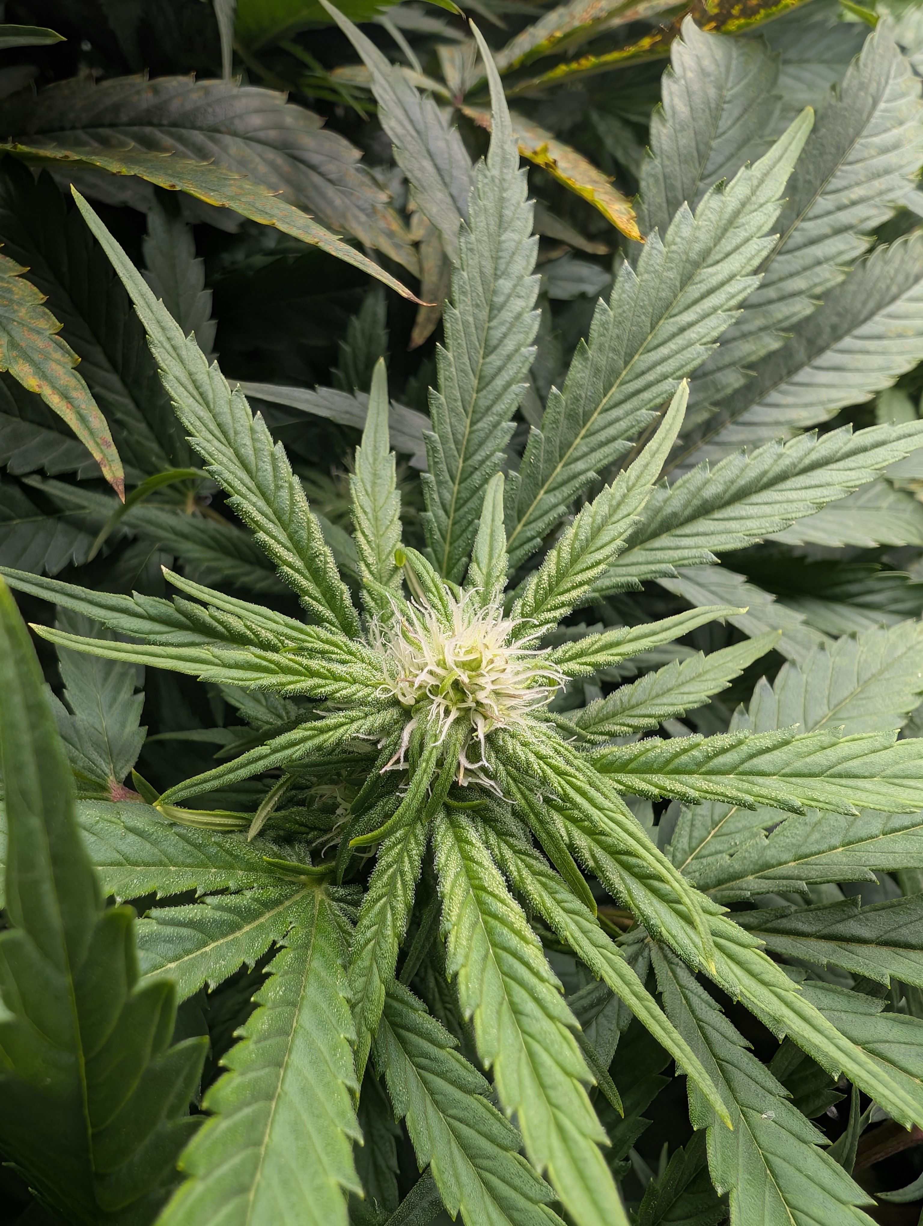 First Legal Grow — flower, day 102