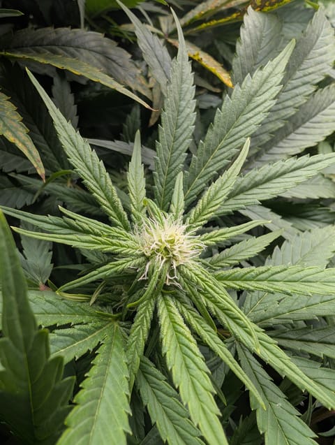First Legal Grow — flower, day 102