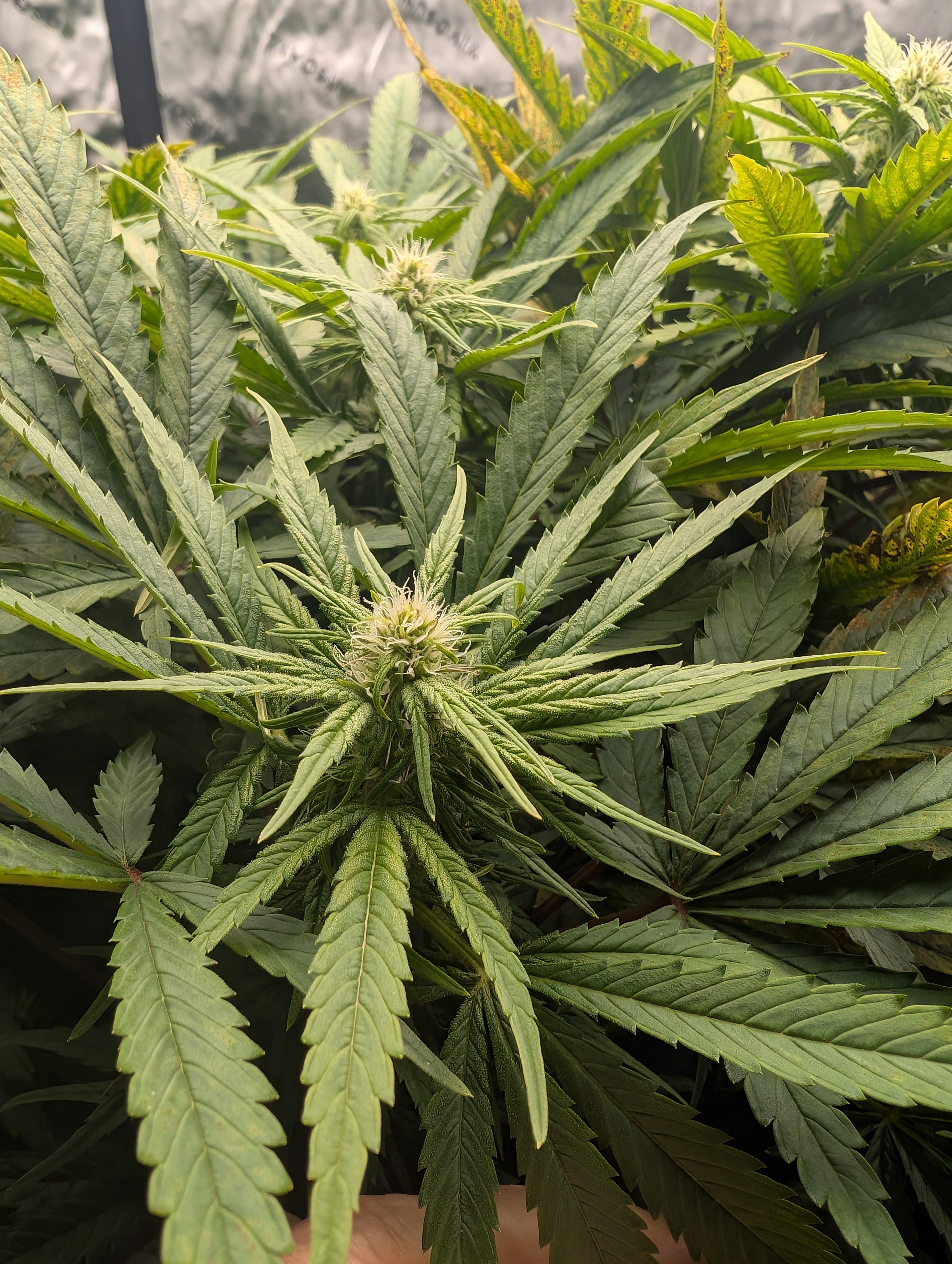 First Legal Grow — flower, day 102