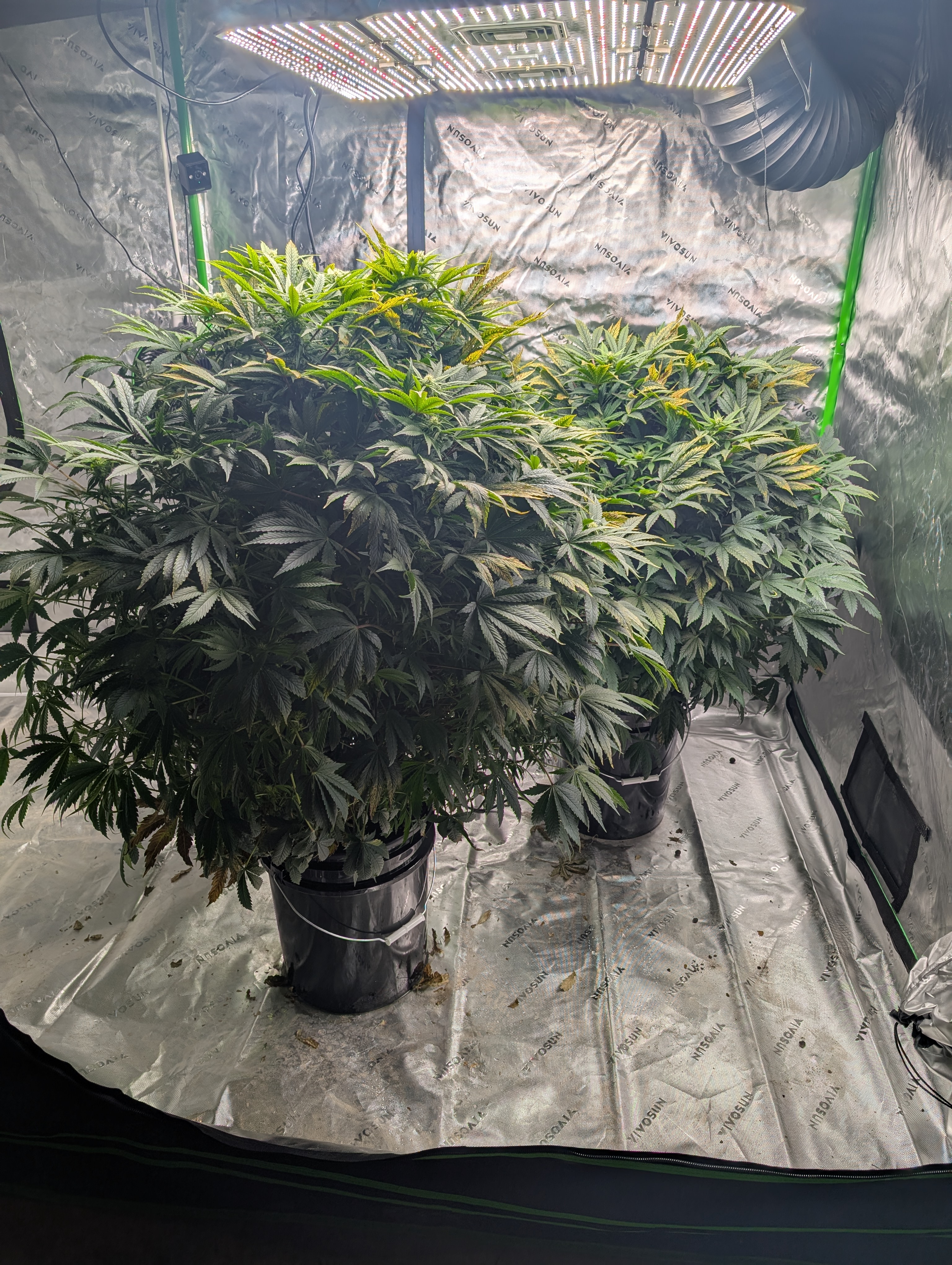 First Legal Grow — flower, day 102