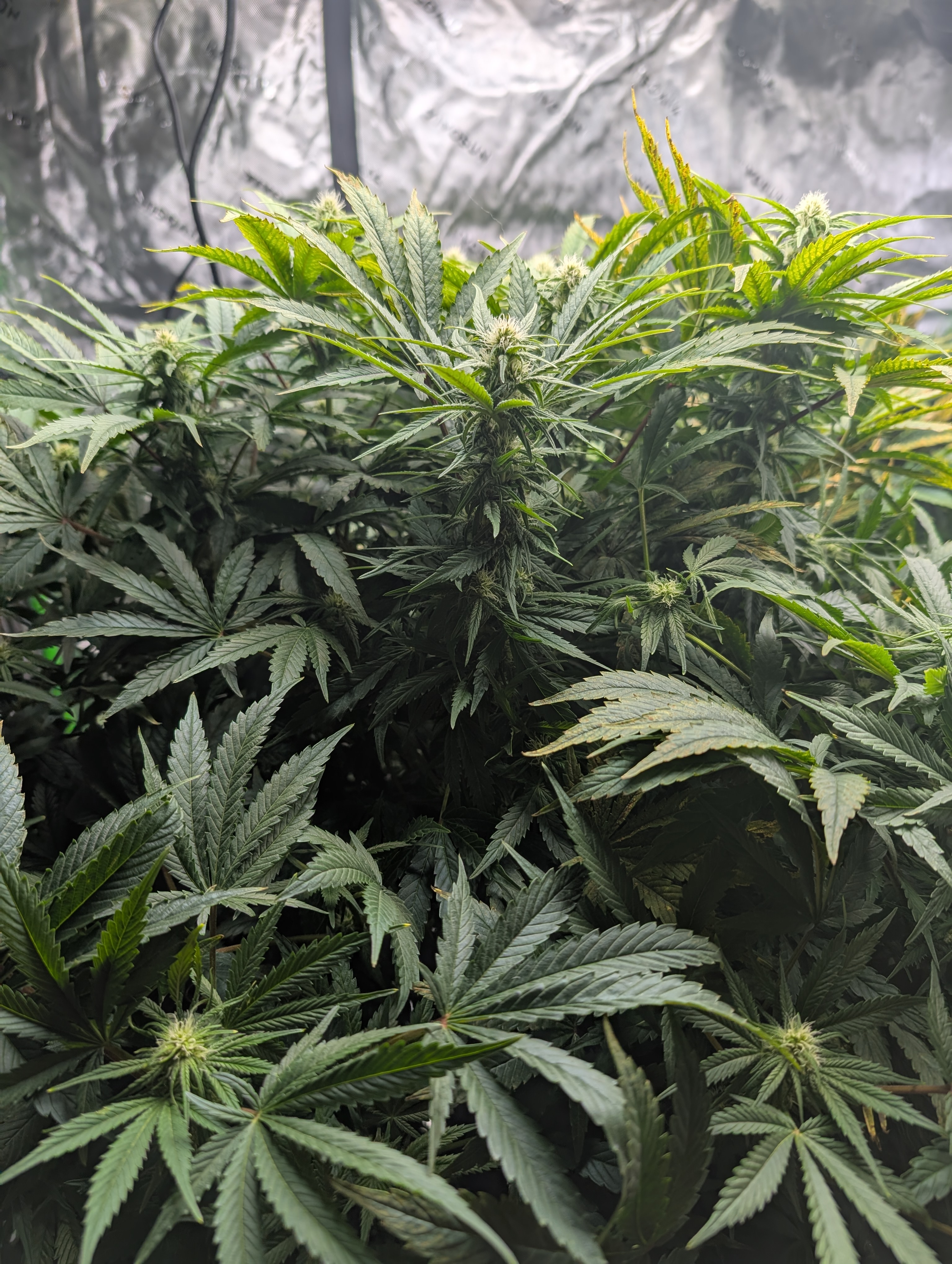 First Legal Grow — flower, day 104