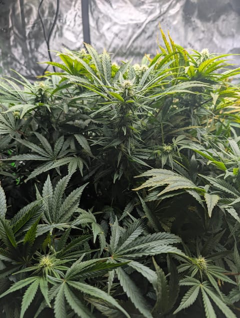 First Legal Grow — flower, day 104