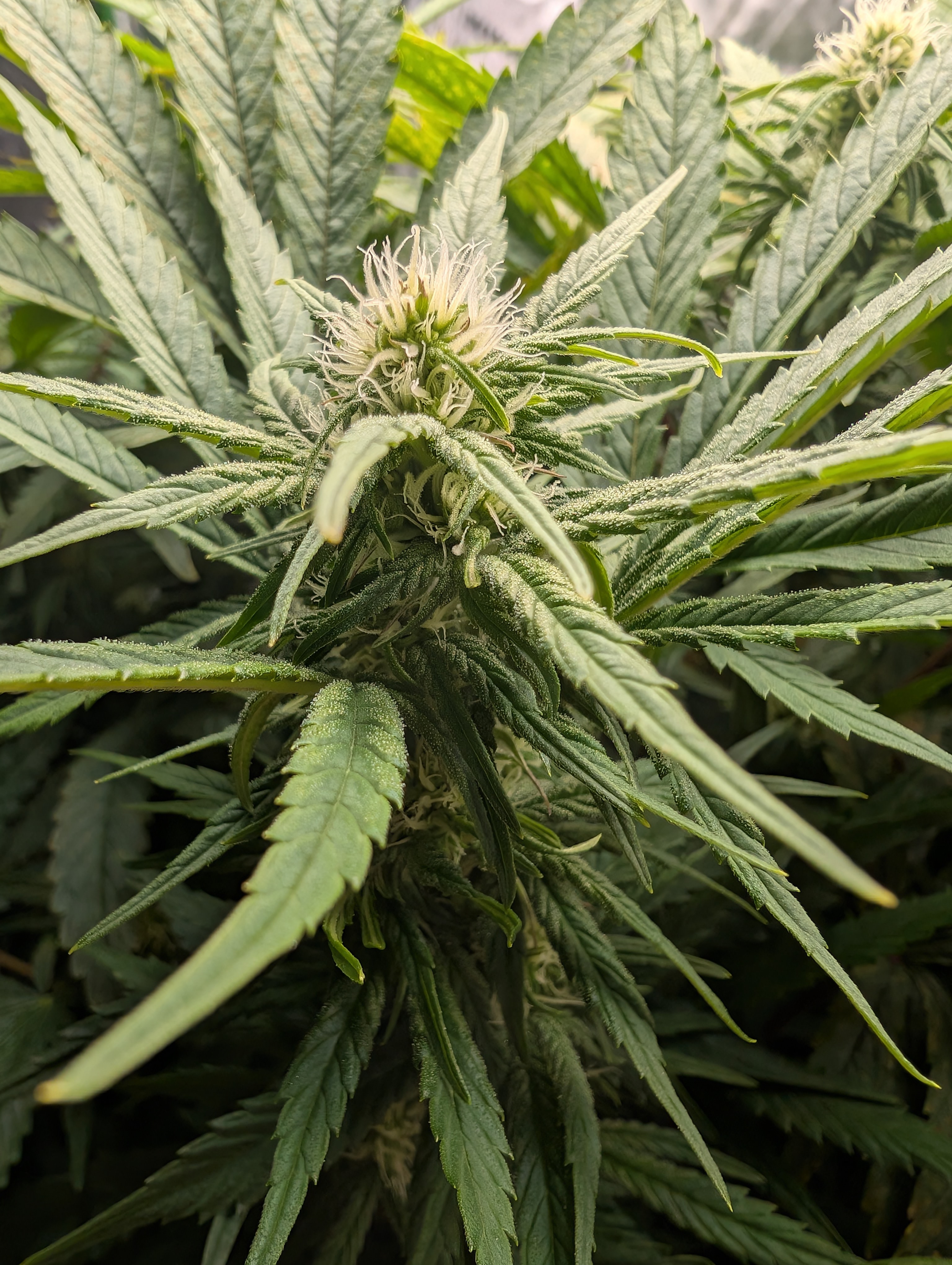 First Legal Grow — flower, day 104