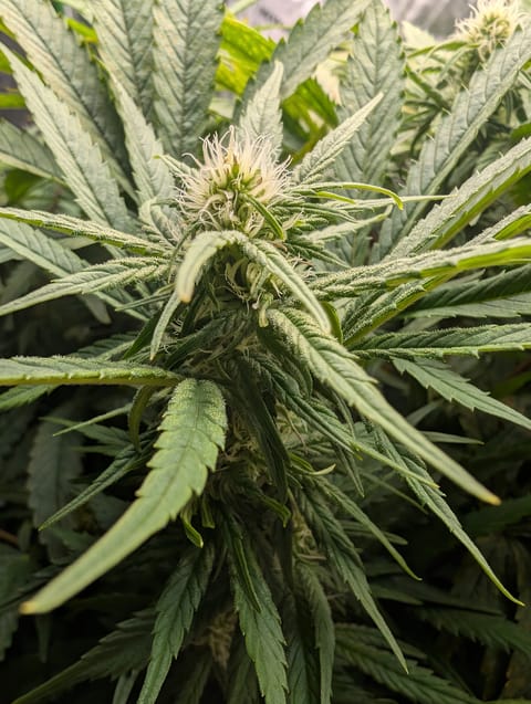 First Legal Grow — flower, day 104