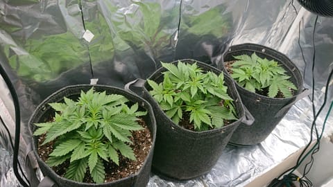 Closet grow — vegetative, day 1