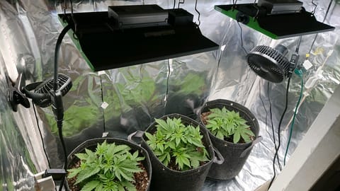 Closet grow — vegetative, day 1