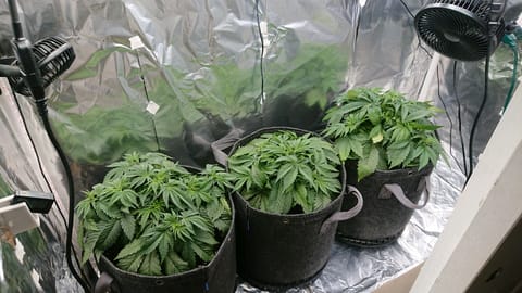 Closet grow — vegetative, day 7
