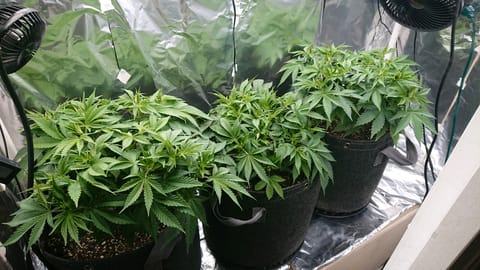 Closet grow — vegetative, day 15