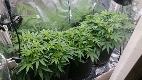 Closet grow — vegetative, day 22