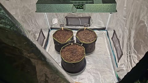 3 Auto Run — germination, day 1