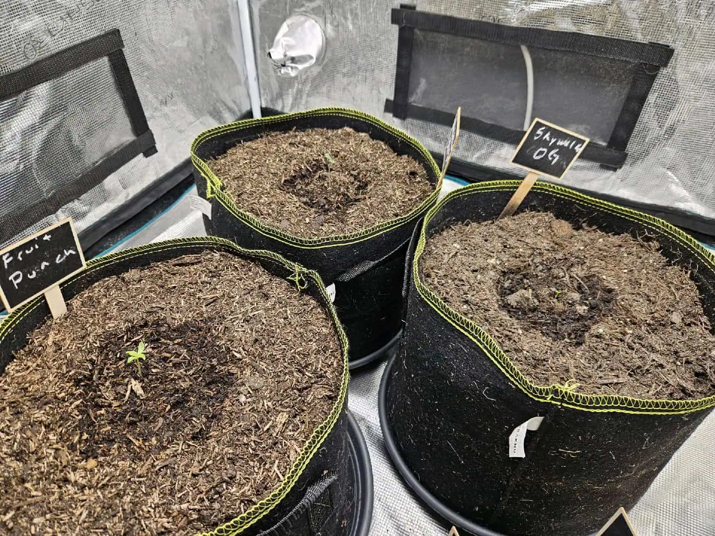 3 Auto Run — seedling_rooting, day 9