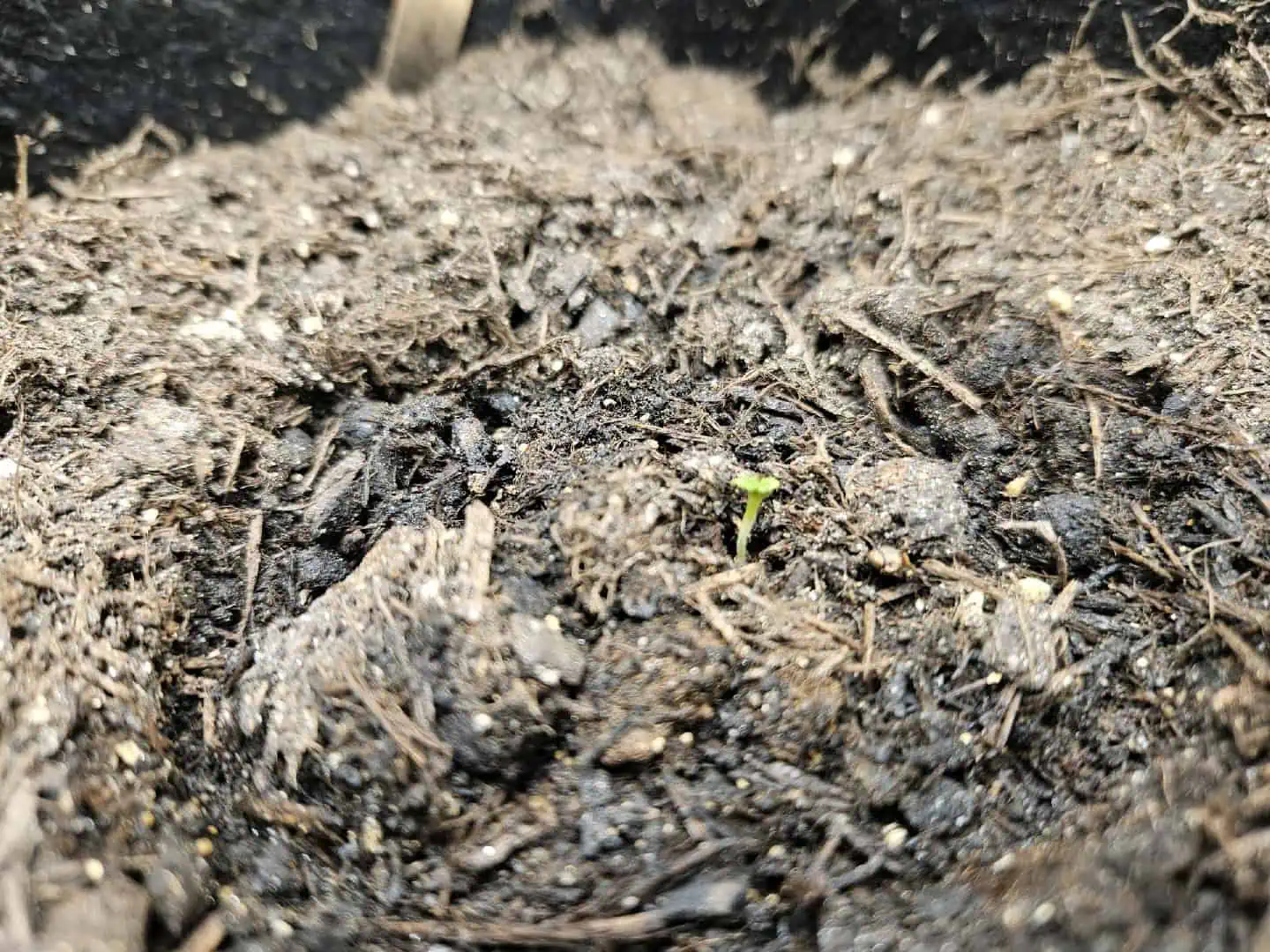 3 Auto Run — seedling_rooting, day 9