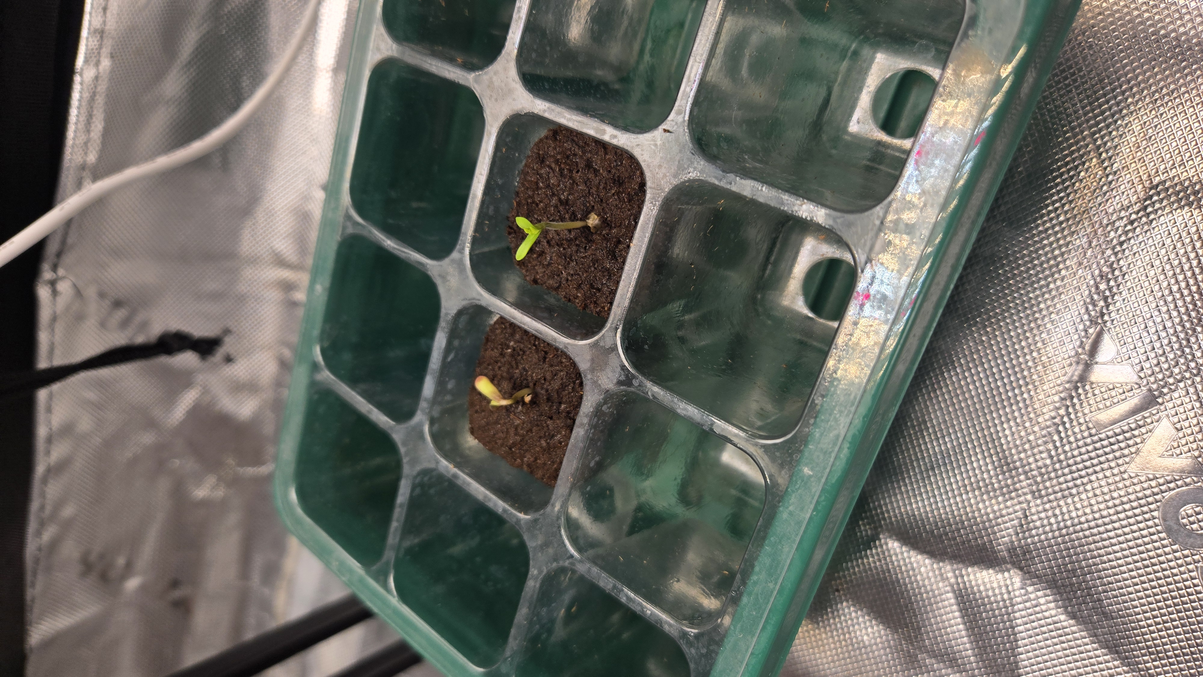 Exotic Genetics — germination, day 3