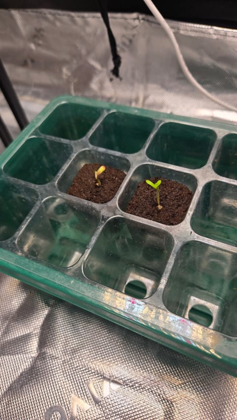 Exotic Genetics — germination, day 3
