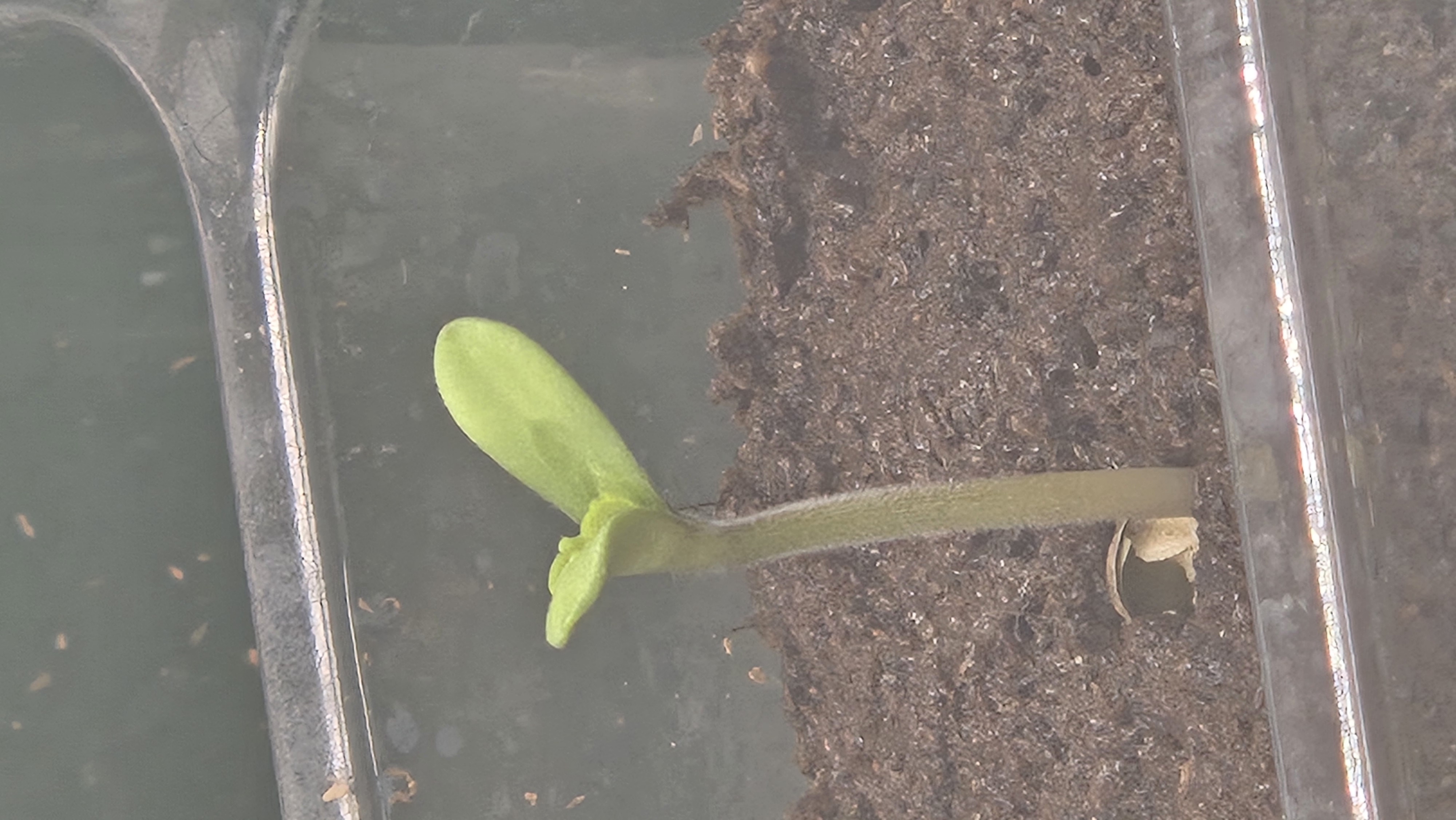 Exotic Genetics — germination, day 3
