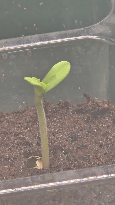 Exotic Genetics — germination, day 3