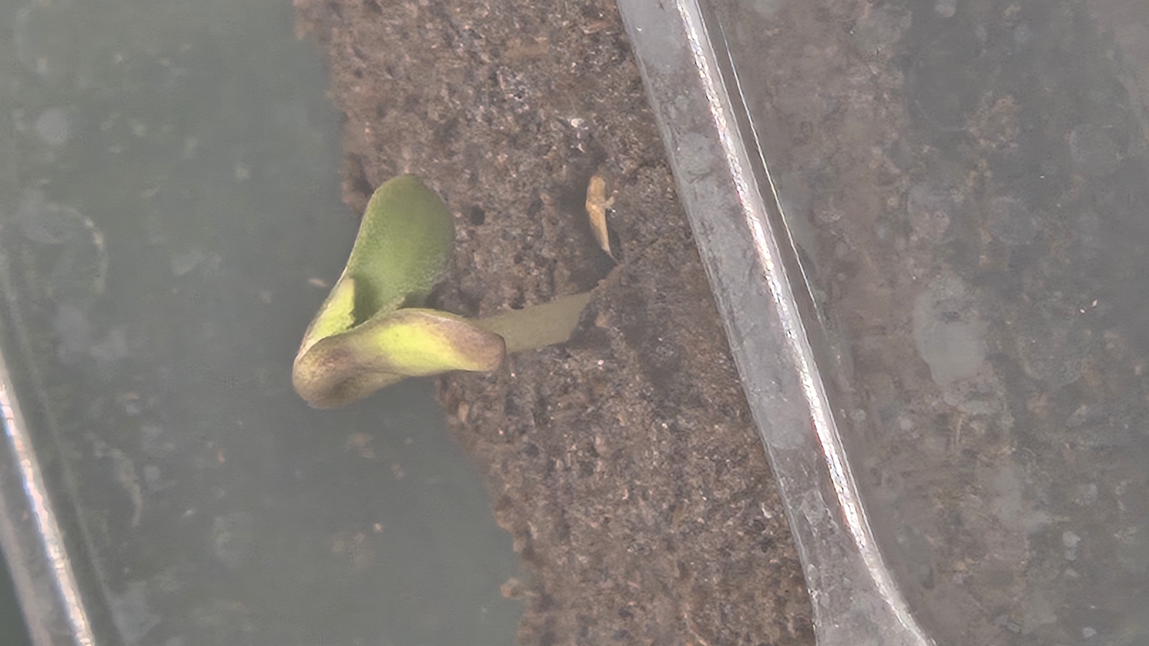 Exotic Genetics — germination, day 3