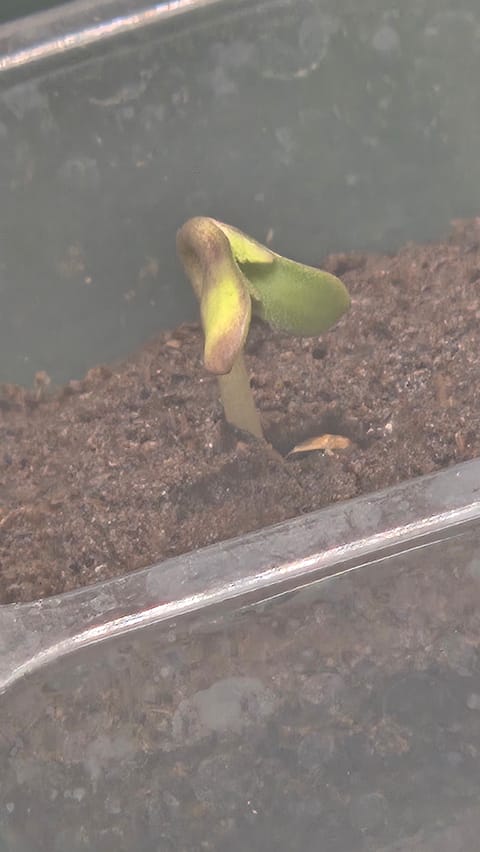 Exotic Genetics — germination, day 3