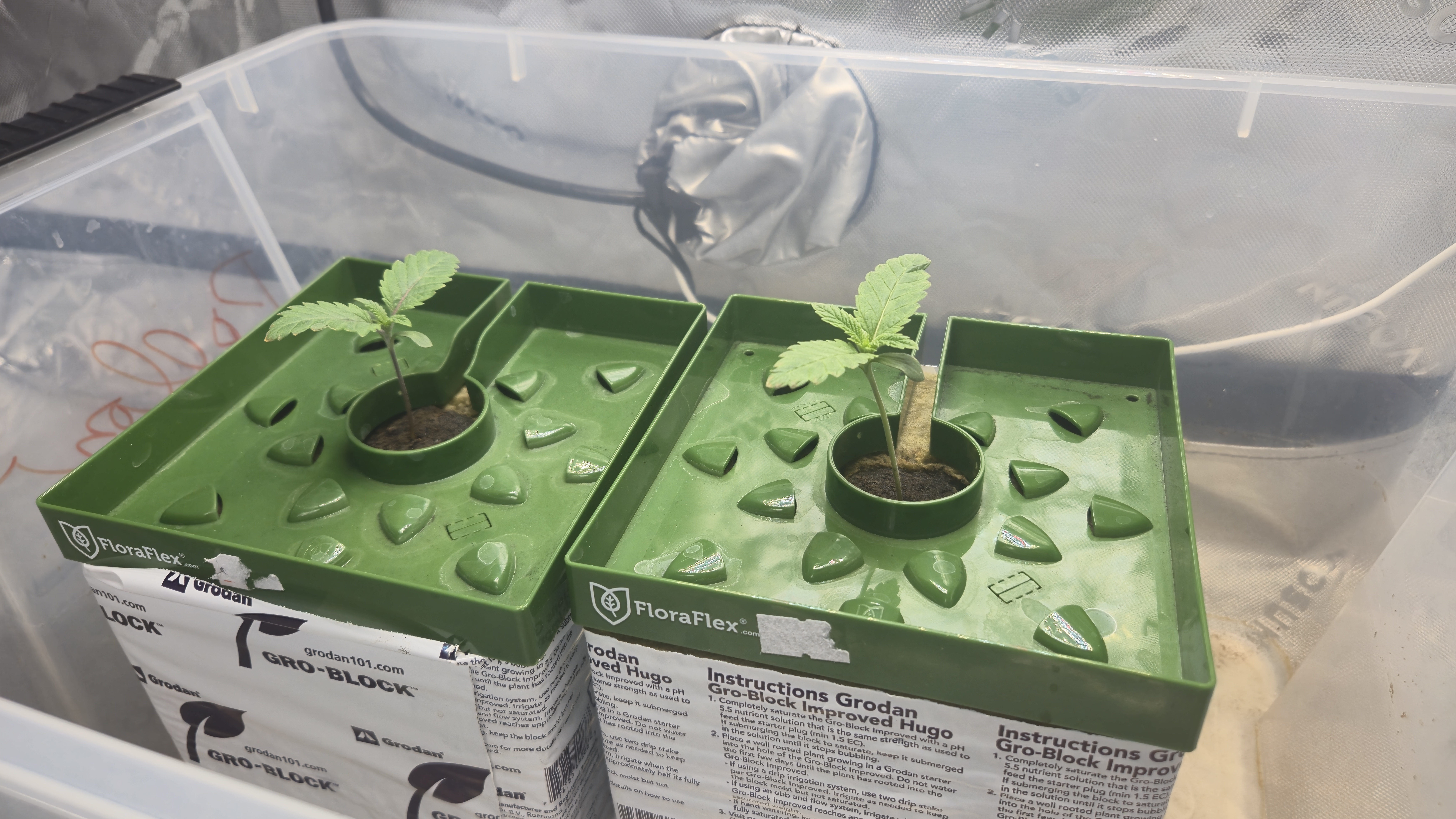 Exotic Genetics — germination, day 11