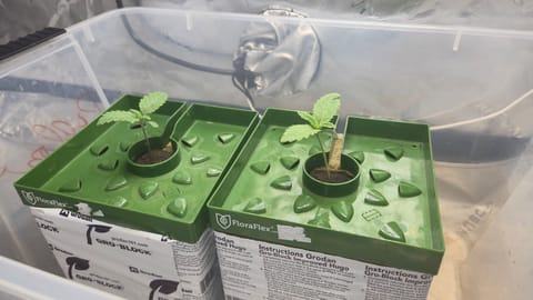 Exotic Genetics — germination, day 11