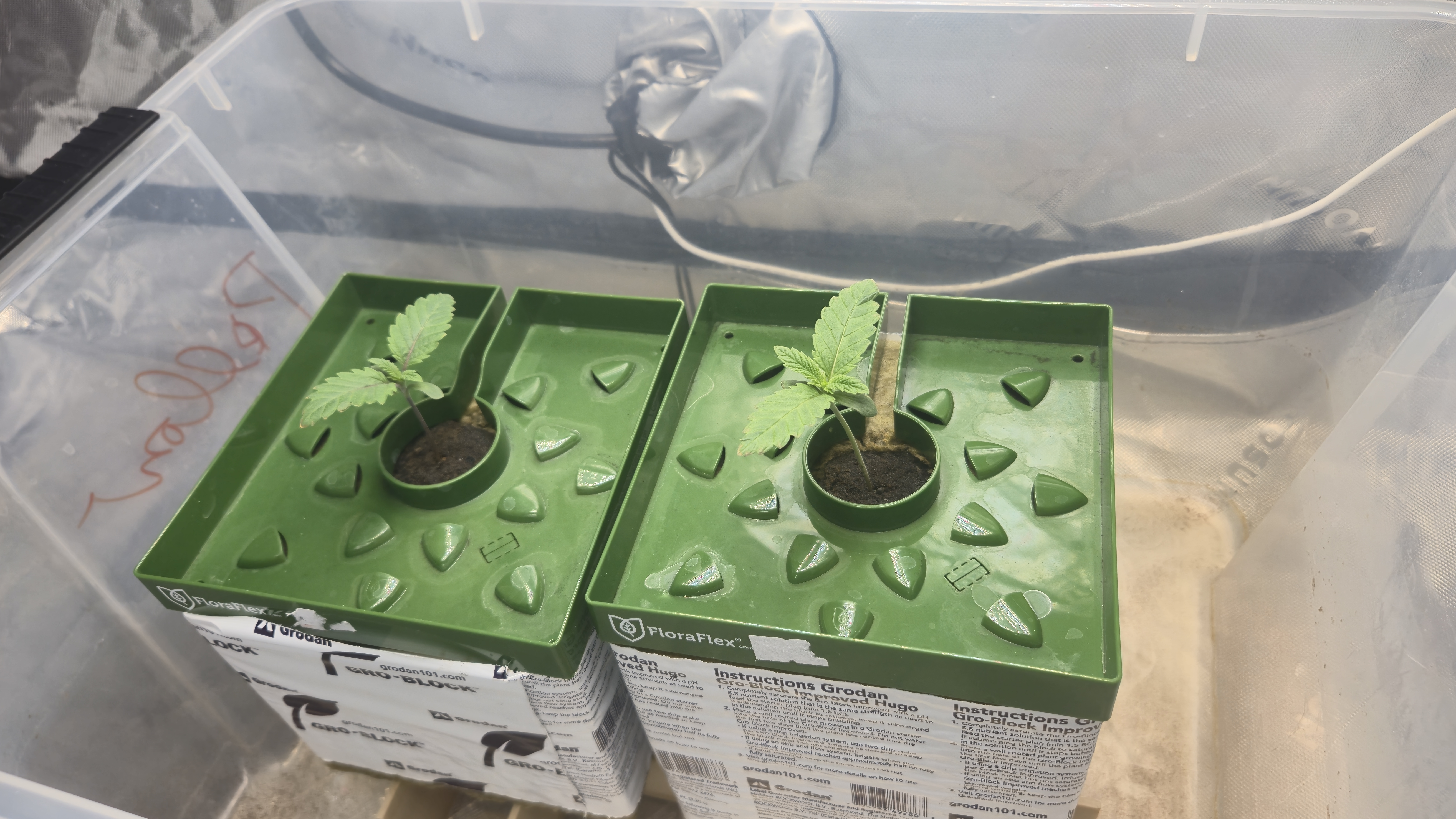 Exotic Genetics — germination, day 11