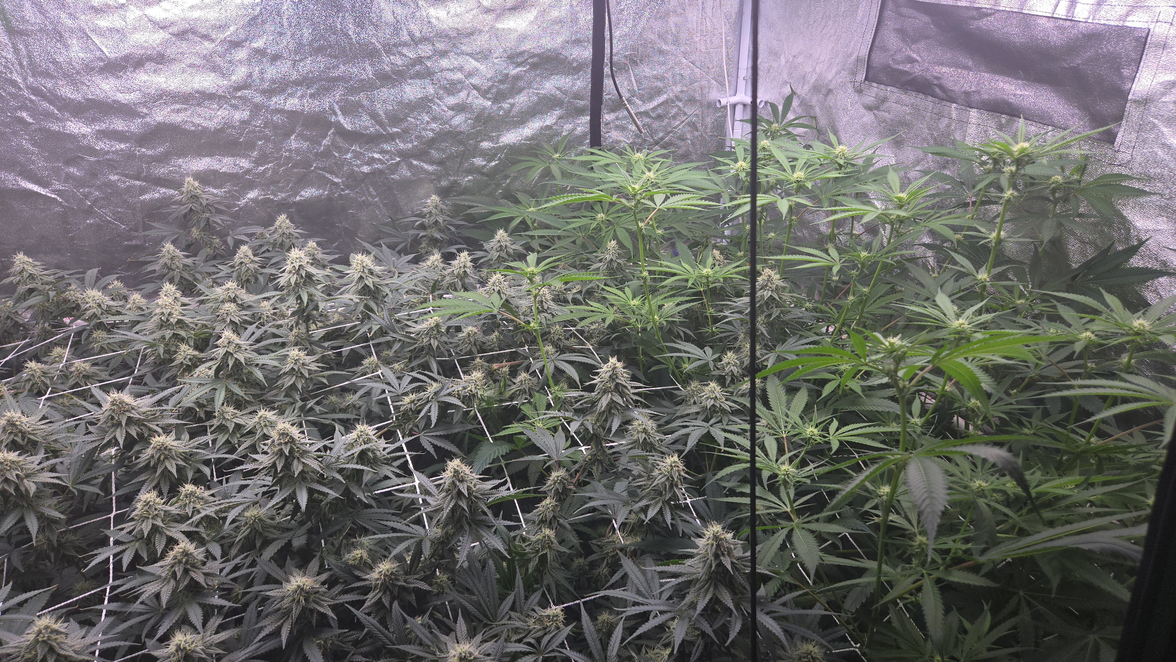 Runtz x Mint — flower, day 87