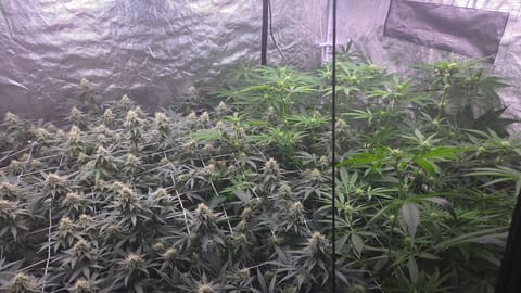 Runtz x Mint — flower, day 87