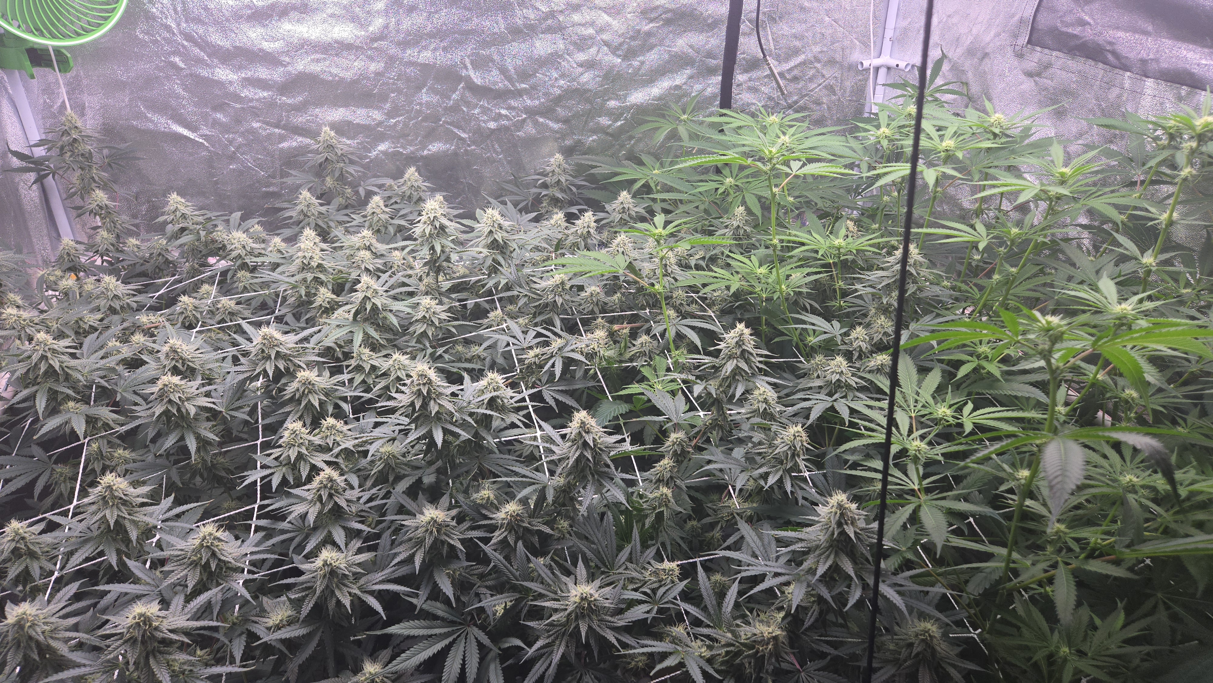 Runtz x Mint — flower, day 87