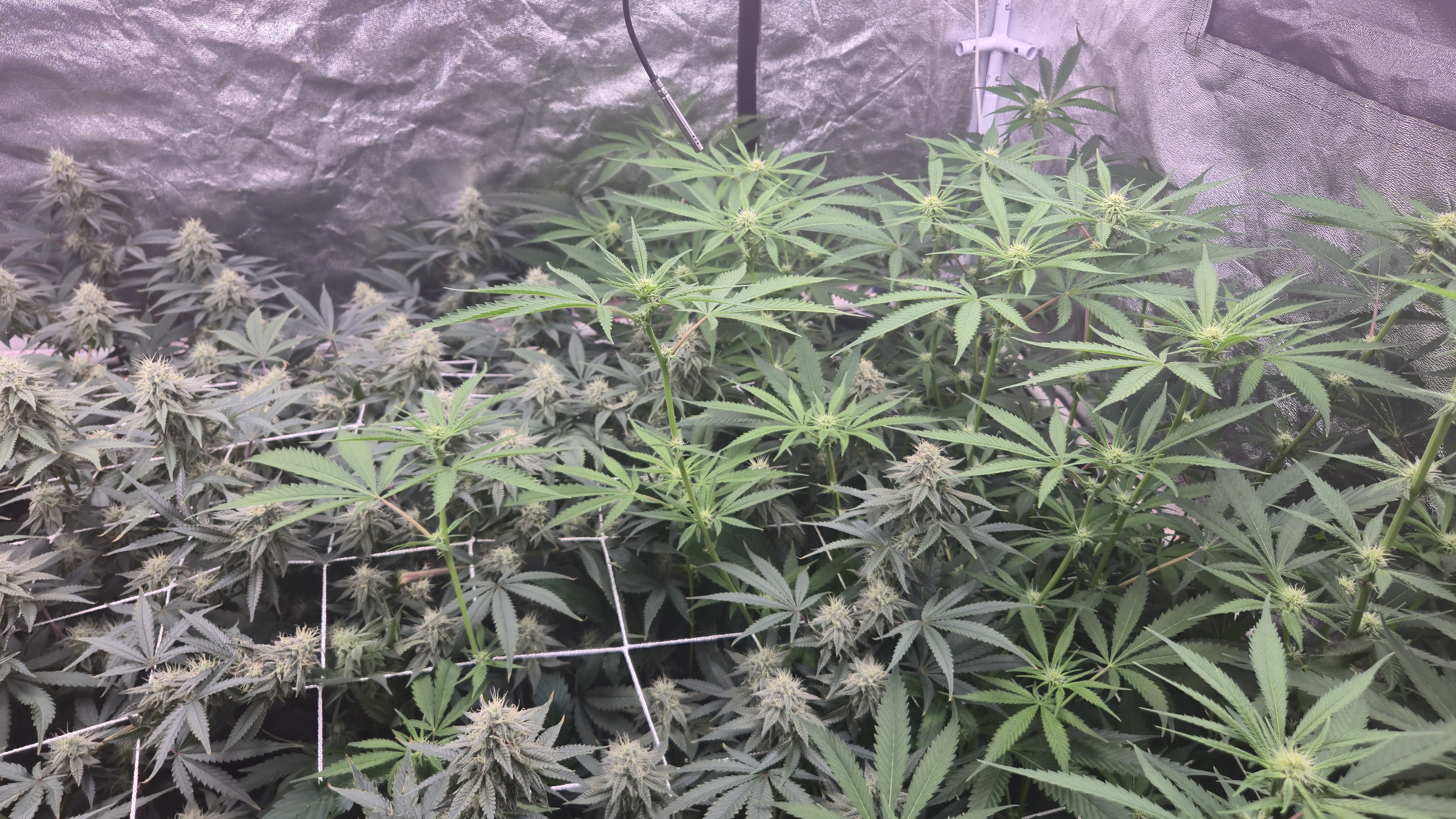 Runtz x Mint — flower, day 87