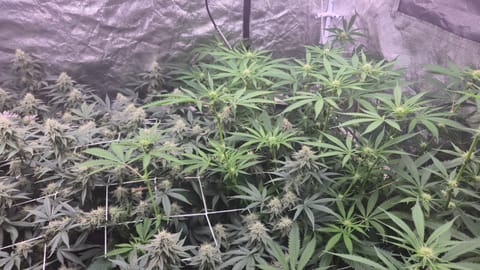 Runtz x Mint — flower, day 87