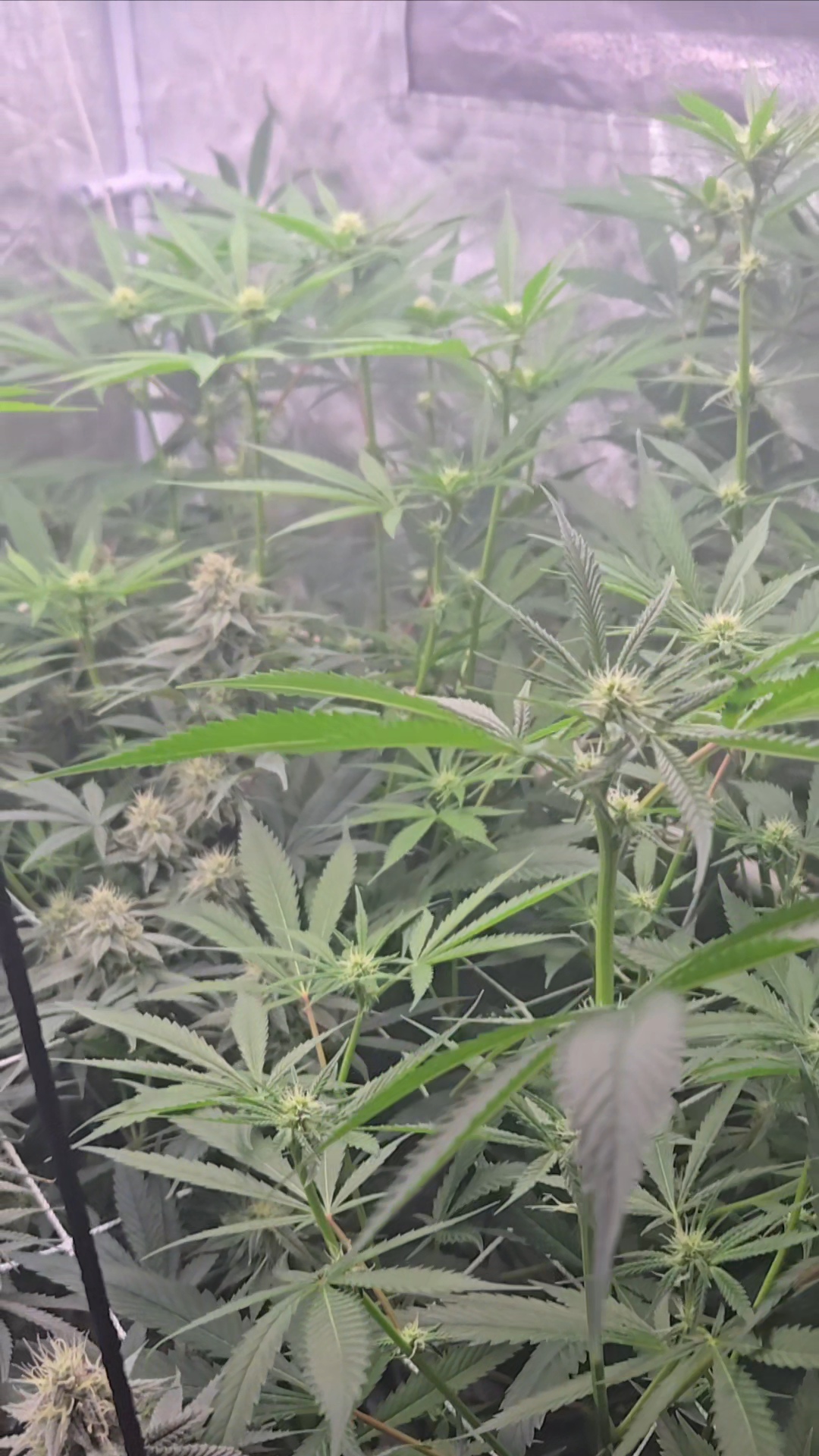 Frozen B.A.G. — flower, day 58