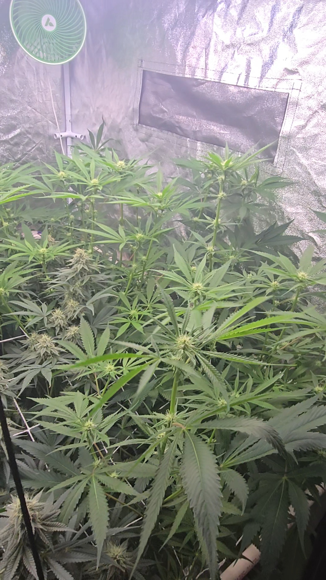 Frozen B.A.G. — flower, day 58