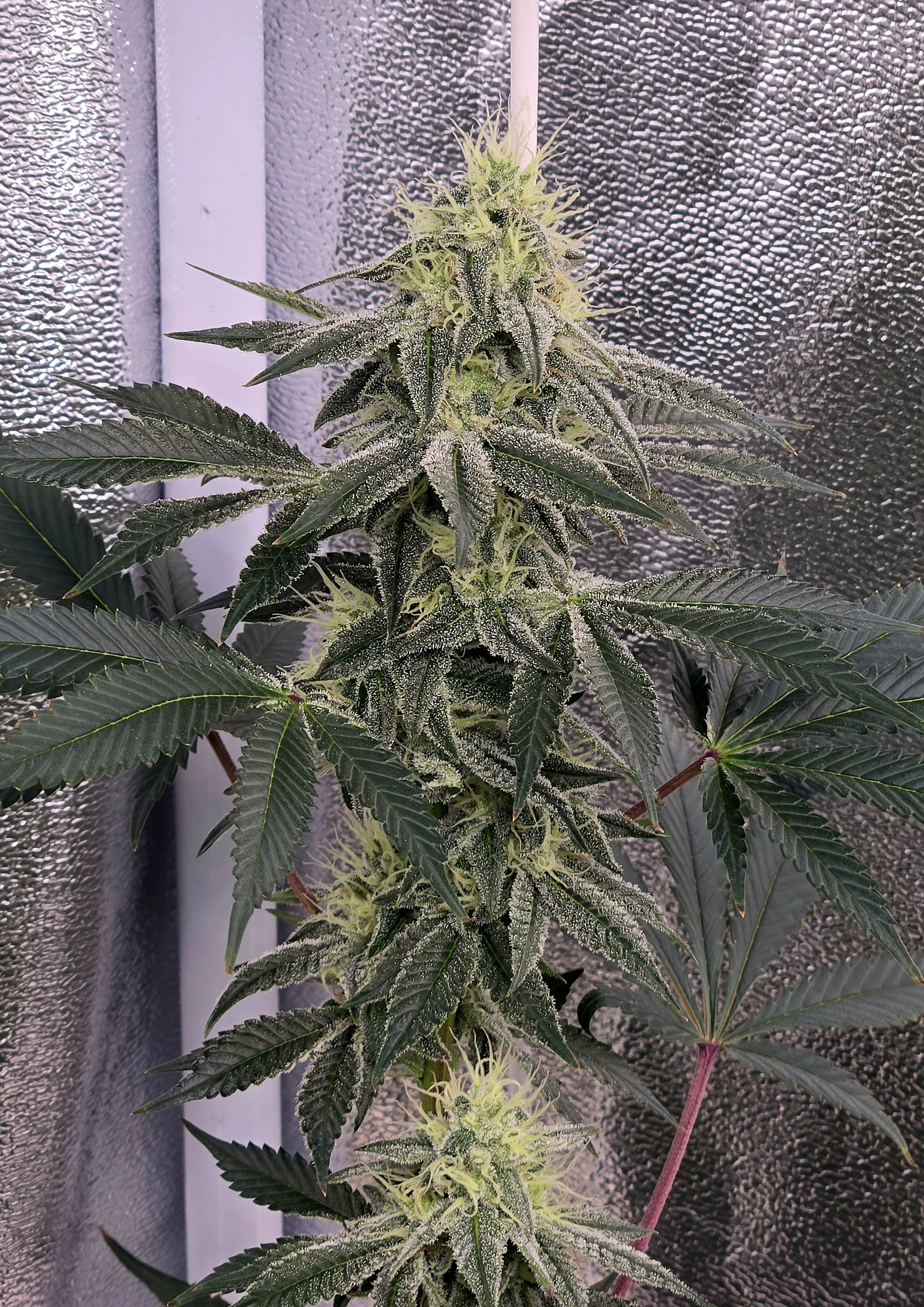 Runtz x Mint — flower, day 88