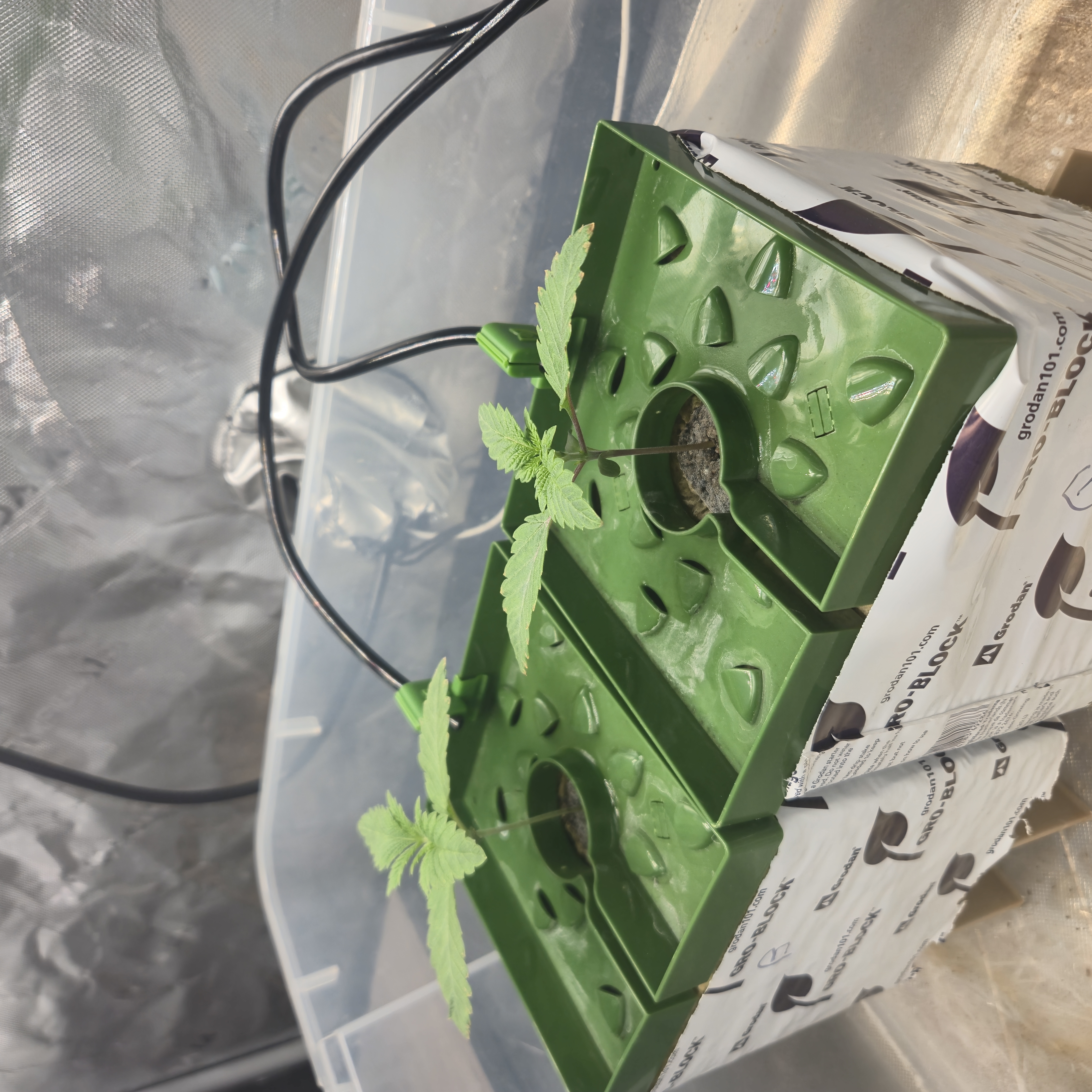 Exotic Genetics — germination, day 14