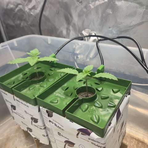 Exotic Genetics — germination, day 14