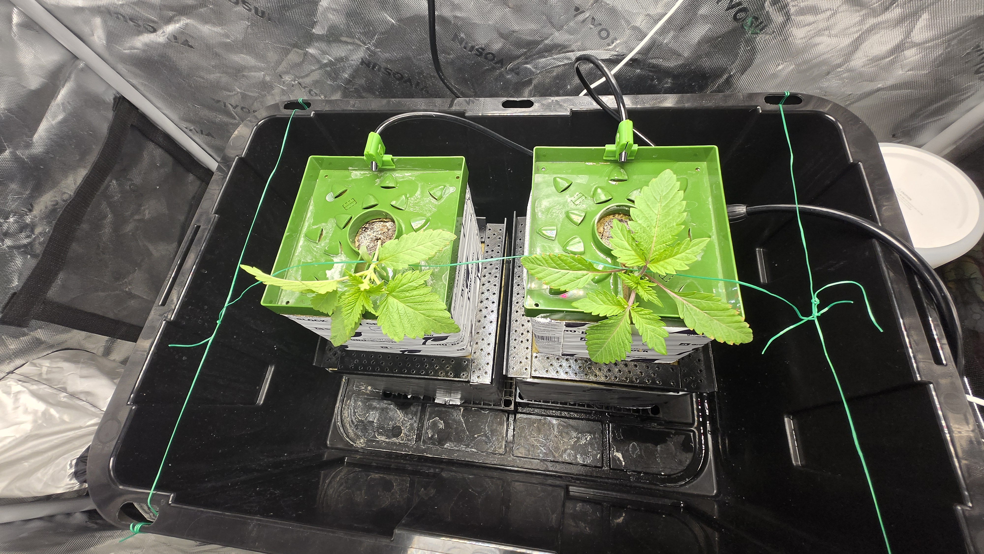 Exotic Genetics — vegetative, day 17