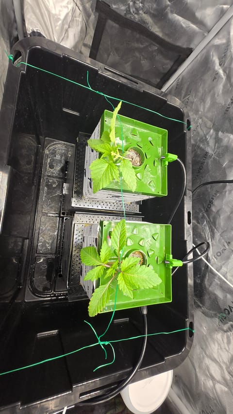 Exotic Genetics — vegetative, day 17