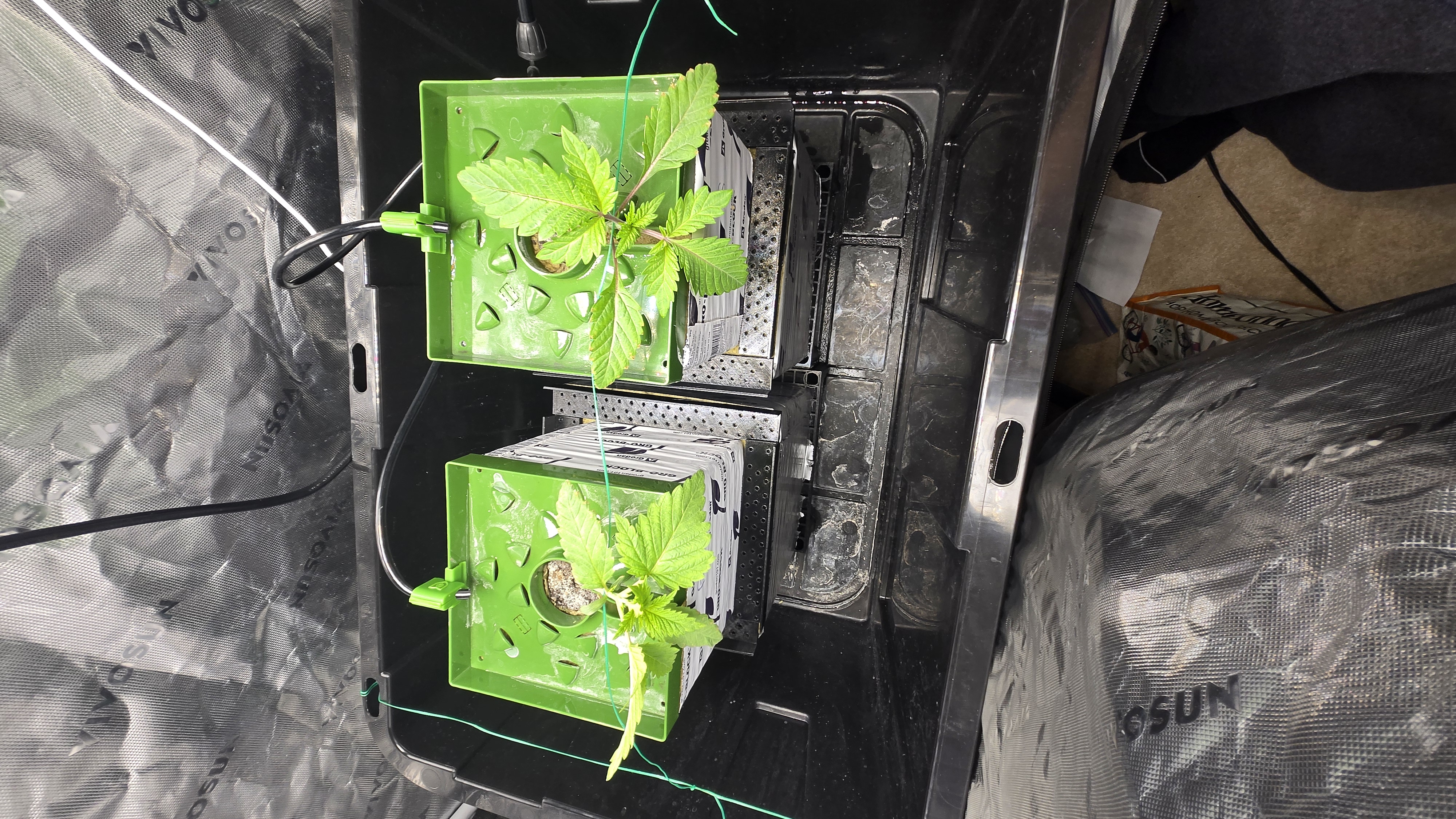 Exotic Genetics — vegetative, day 17