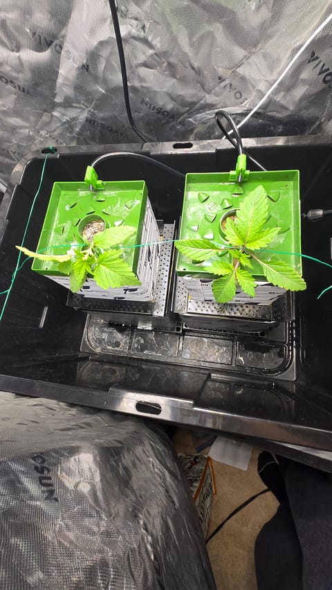 Exotic Genetics — vegetative, day 17
